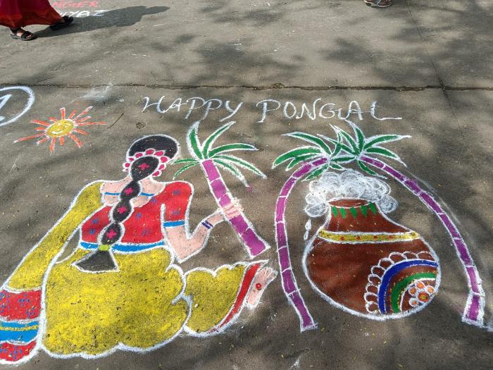 Pongal celebrations, on 12 Jan 2024